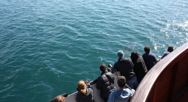 Кровать в общем номере The Rock Adventure Cruise
