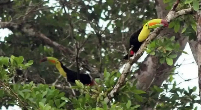 Standart oda Lower Dover Jungle Lodge & Maya Ruins - Hostel