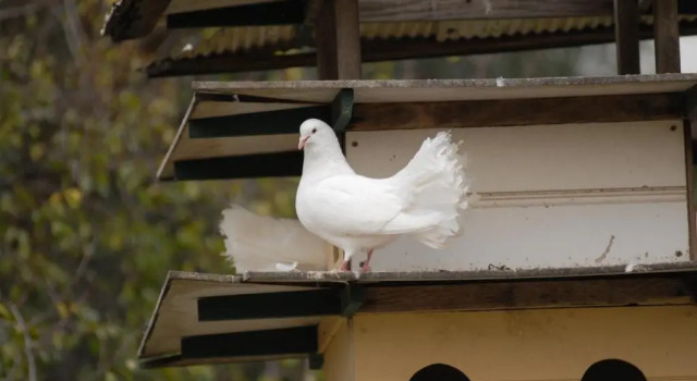 Студия The Dove Cote