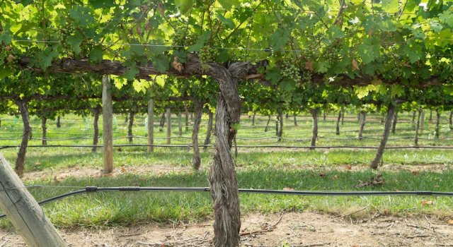 Holiday Inn Exp Stes Vineyard, Varaa Hotelli Lexington Pohjois-Carolina