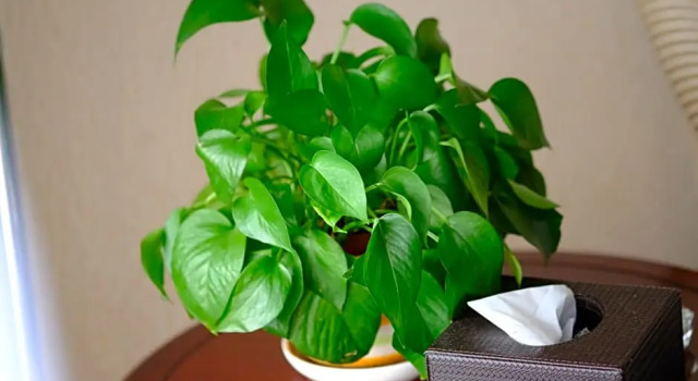 Люкс Shaoguan Country Garden Phoenix Hotel