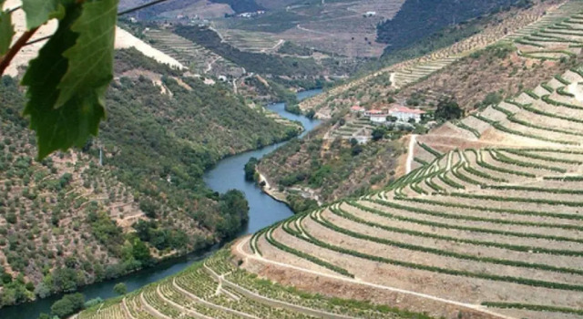 Коттедж Douro House