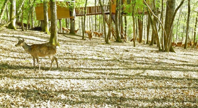 Cabanes Perchées Le Gaulois, Buchen Sie Hotel Mazeyrolles Black Perigord