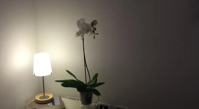Angiola'S Home