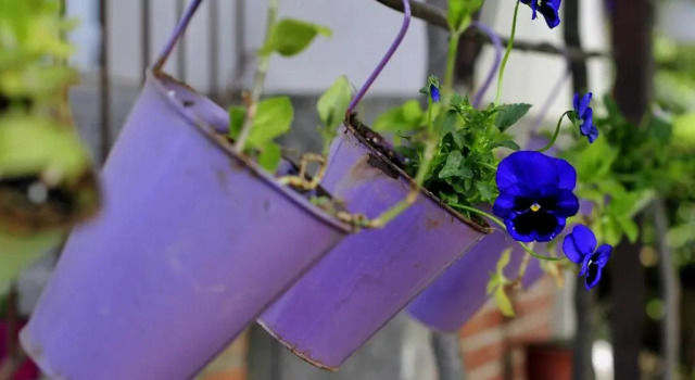 Апартаменты Green Garden Apartment
