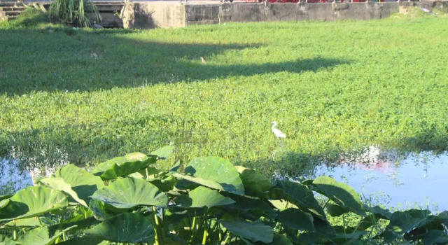 Двухместный номер Deluxe с балконом и с видом на сад Hoi An Green View Homestay & Villa
