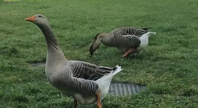 Sainte Suzanne gite de LA CHARRETERIE, Buchen Sie Ferienhaus Beaumont-le-Roger 