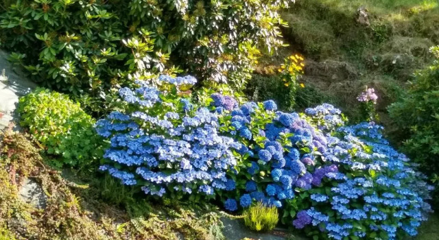 Les Hortensias, Rezerwuj Hotel  