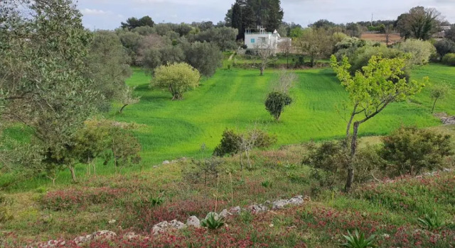 Trullo turchese Fabiola, Buchen Sie Hotel Ceglie Messapica Itria-Tal