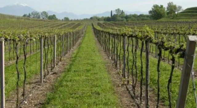 I Vigneti Bed & Breakfast