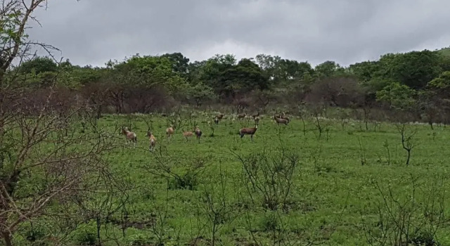 Camissa Tented Camp