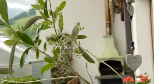 Студия Appartement Thanei