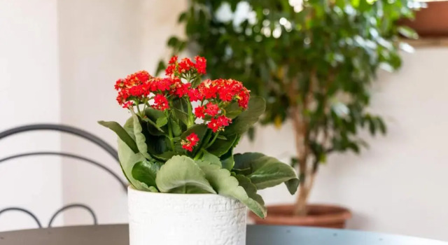 Полулюкс Trastevere Suites - Torripagroup