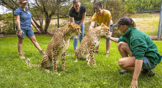 Номер Standard с балконом Jamala Wildlife Lodge