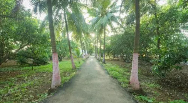 OYO 18638 Coco Mango