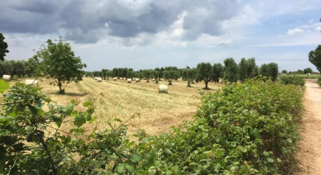 The Paradise - Il Paradiso di Ostuni, Book Villa Villaer i Valle d'Itria, Villa