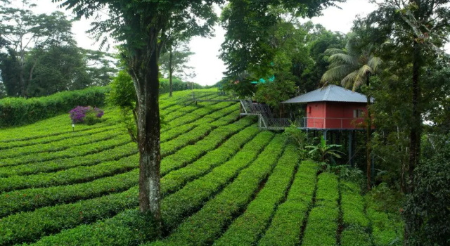 Коттедж Dream Catcher Plantation Resort
