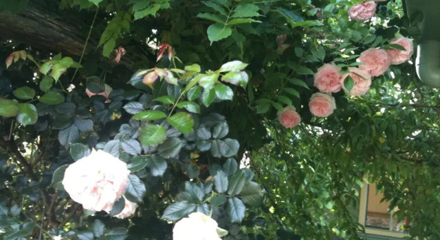 Коттедж Glen Waverly Farmstay