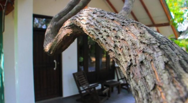 Трёхместный номер Deluxe с красивым видом из окна Palmyra Nature Resort Sigiriya