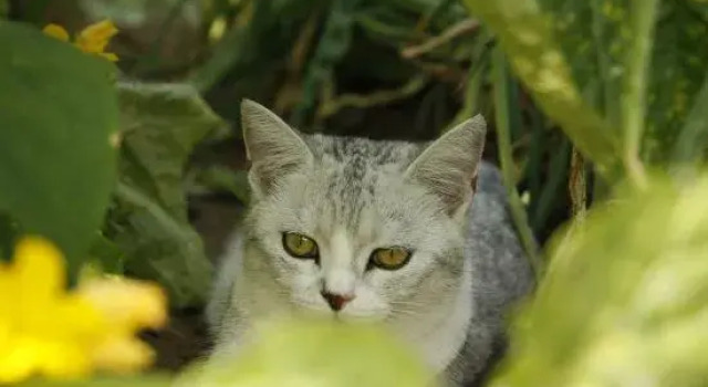 Kitten  hotel, Book Hotel Hoteller i Beijing Province med parkering, Parkering