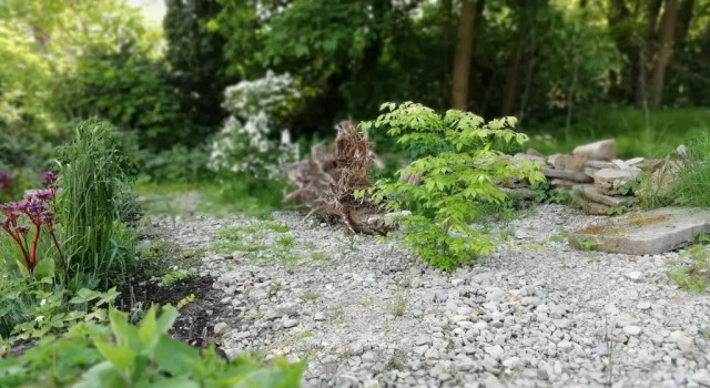 Коттедж с 2 комнатами Forest Guest House