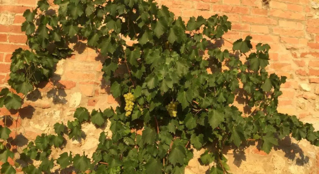 Коттедж c 1 комнатой Podere Mieli