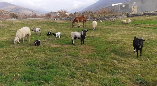 Апартаменты Complejo Rural Las Palomas