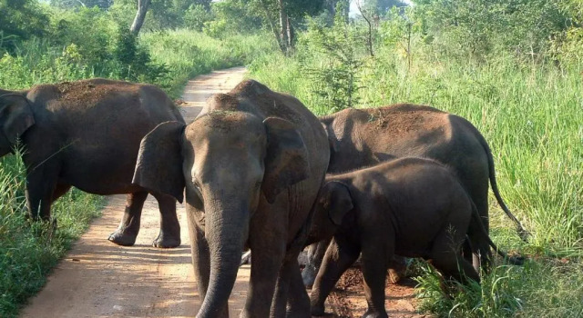 Тент Big Game Udawalawe - by Eco Team