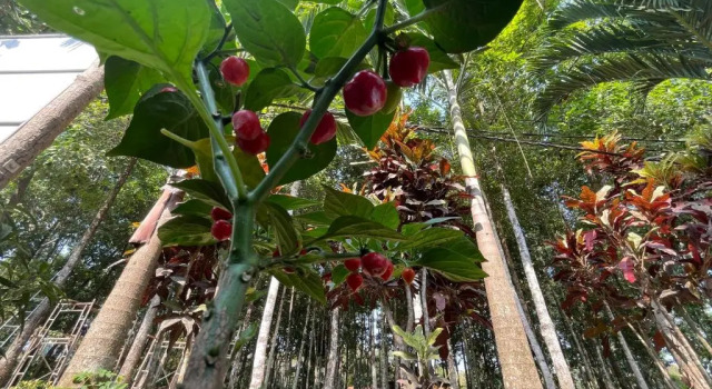 Кровать в общем номере Forest Side Ecolodge