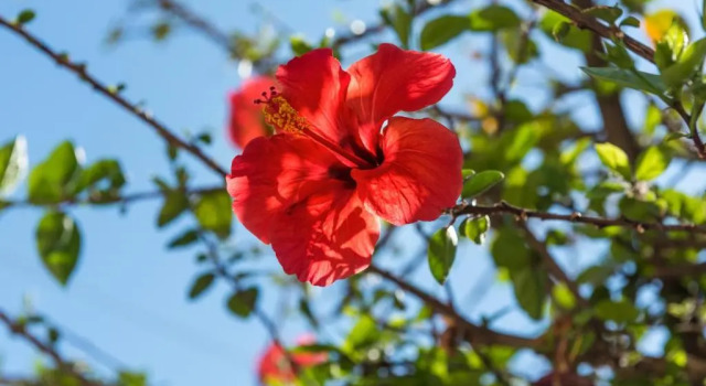 Апартаменты с балконом Pansion Ermioni