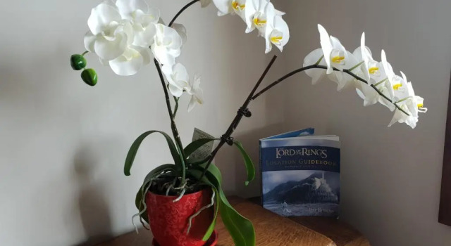 Студия Haven on Glenaven B&B