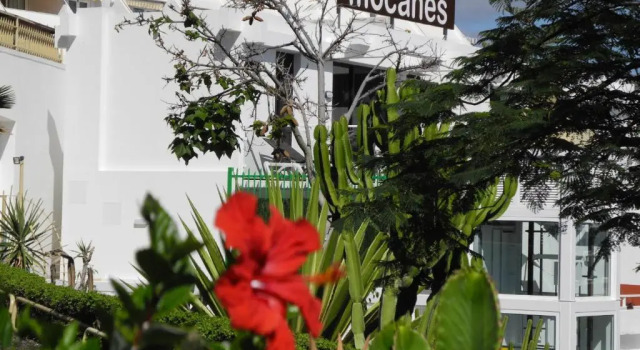 Apartamentos Los Mocanes