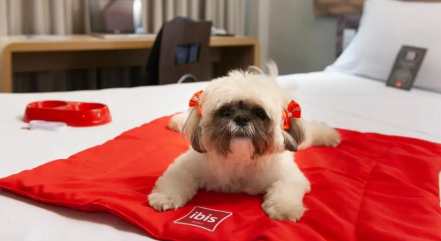 Двухместный номер Standard Ibis Teresina