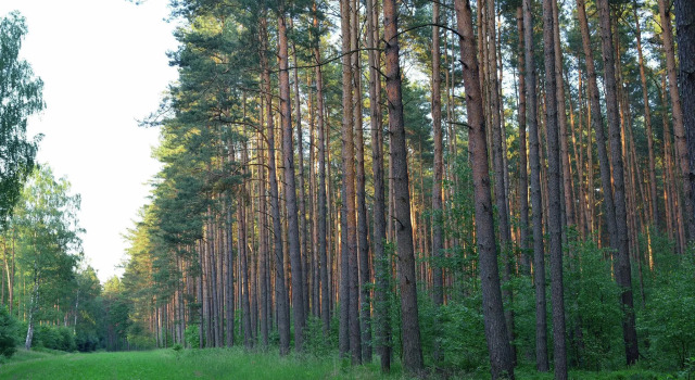 Коттедж Forest Getaway in Berlin