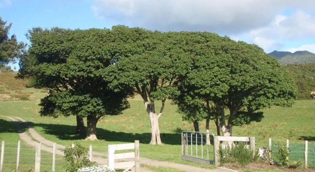 Nga Puriri Bed and Breakfast, Rezerwuj Hotel Hotele w Auckland Region ze śniadaniem, Śniadanie