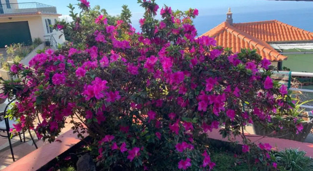 Вилла Ponta do Sol Villa
