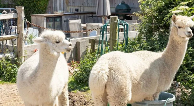 Harbour Ranch Hut - Rustic Countryside Escape, Book Hotel Hoteller i Emsworth med parkering, Parkering