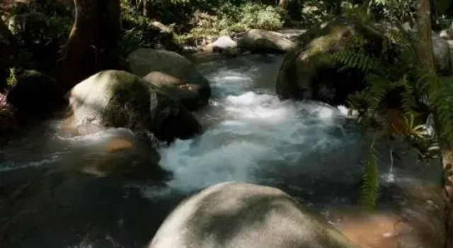 The Jungle Touch