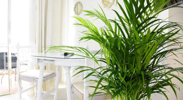 Студия с балконом Apartamentos Apal Chinasol