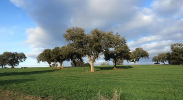 Коттедж Rural Pedroches Casa Los Mineros