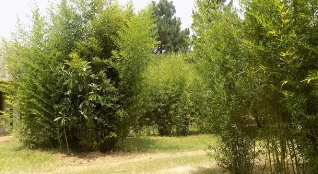 Bettina Resort Hotel, Book Resort Ishaka 