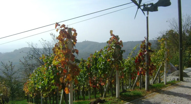 Vineyard cottage Med vinogradi, Reserva ahora Casa o chalet Cabañas en Dolenjska, Cabaña