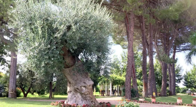 Апартаменты Superior c 1 комнатой Agriturismo La Stornara, Petfriendly & EV Friendly