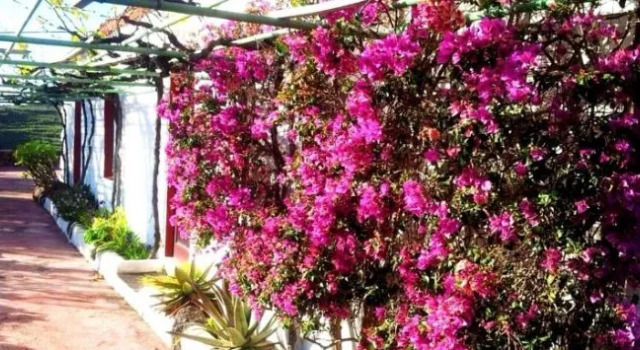 El Drago Rural House, Prenota Hotel Alajero La Gomera
