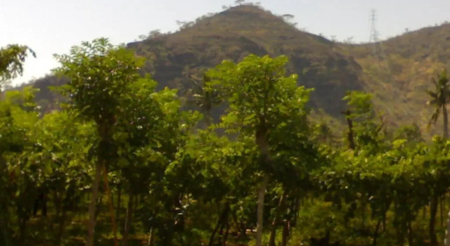 Номер Standard Gunung Mas Pemuteran