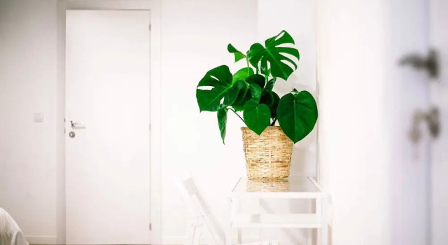 Четырёхместный номер Standard B&B El Mercat