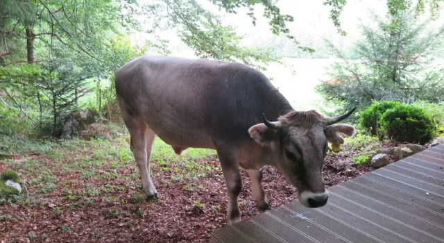 Коттедж с балконом Waterval in het Huis Boshoek