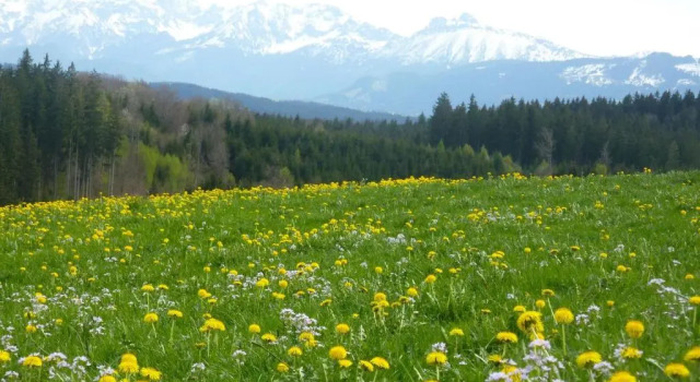 Номер Standard Pension Mittelallgäu
