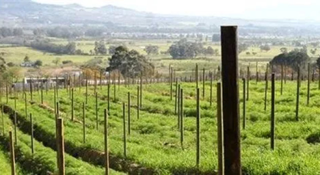 Druk My Niet Wine Estate, Reserva ahora Hotel Paarl Paarl