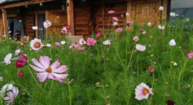 Kanas JunYue Courtyard Homestay